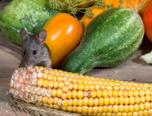 Wild, Nager, Corn, Mouse, food and drink, vegetable thumbnail