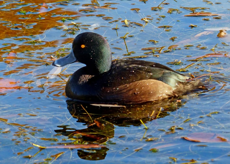 Scaup, Daffy Duck preview