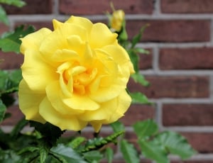 close up photo of yellow rose thumbnail