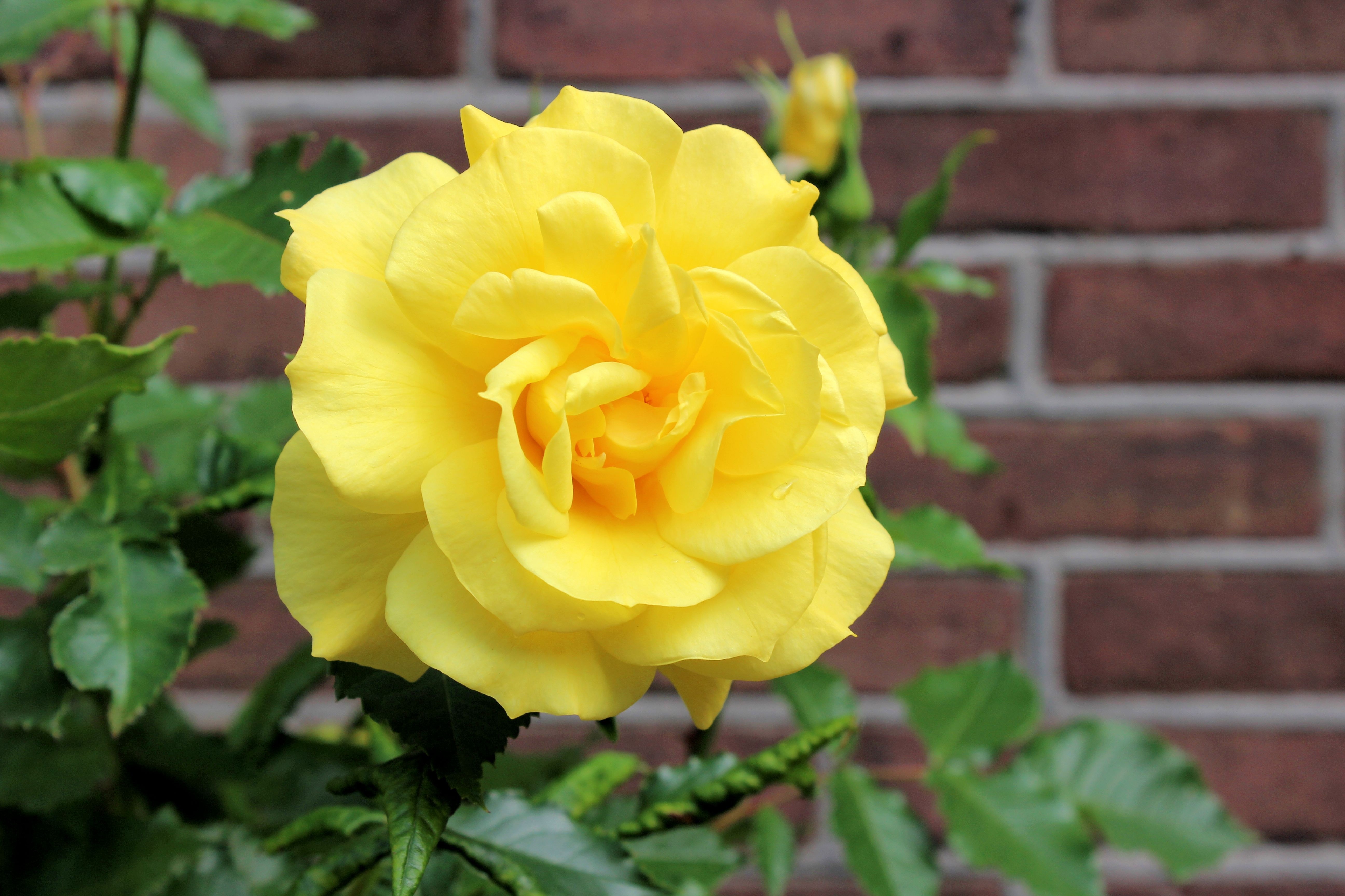 close up photo of yellow rose