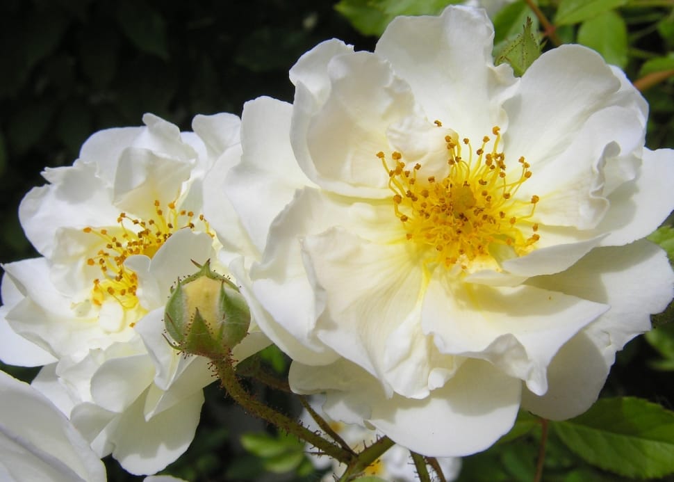 Nature, White Rose, Bloom, Blossom, flower, petal preview