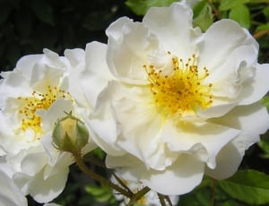 Nature, White Rose, Bloom, Blossom, flower, petal thumbnail