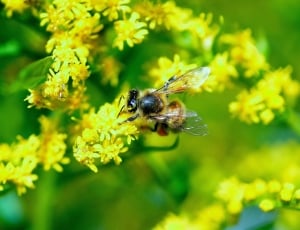 brown and yellow bee; yellow petaled flowers thumbnail