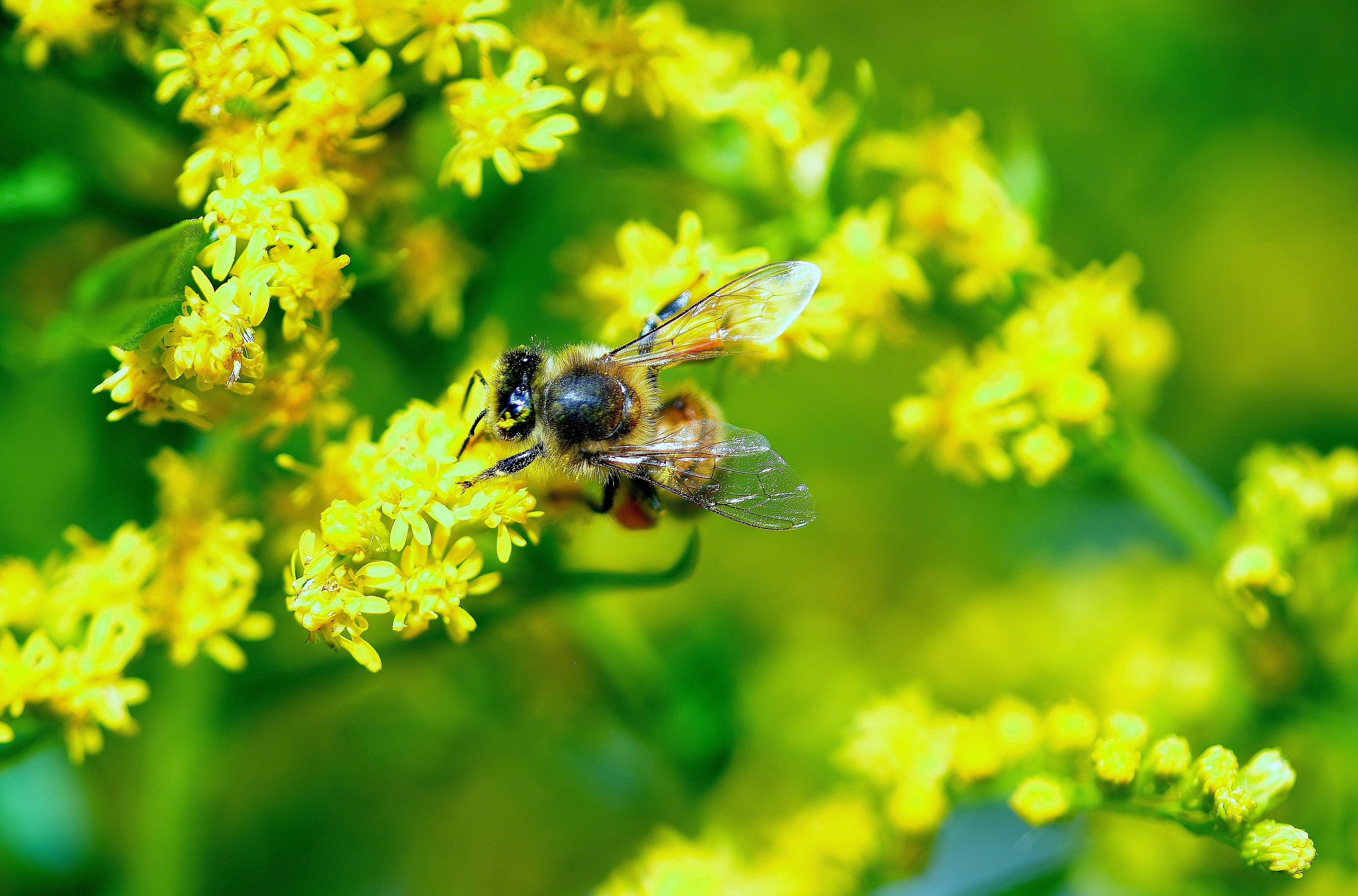 brown and yellow bee; yellow petaled flowers