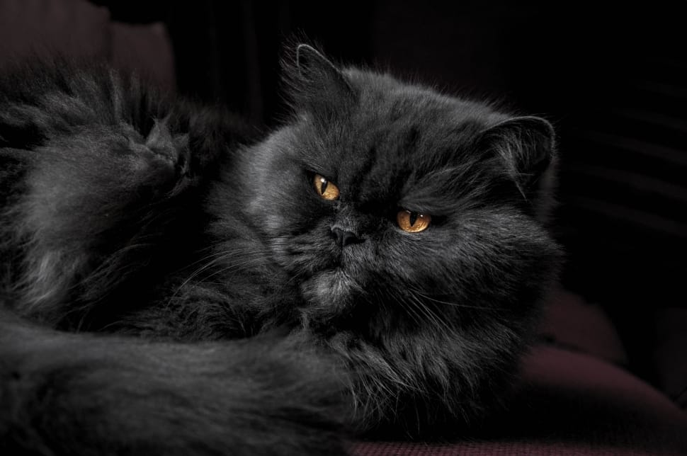black persian cat preview