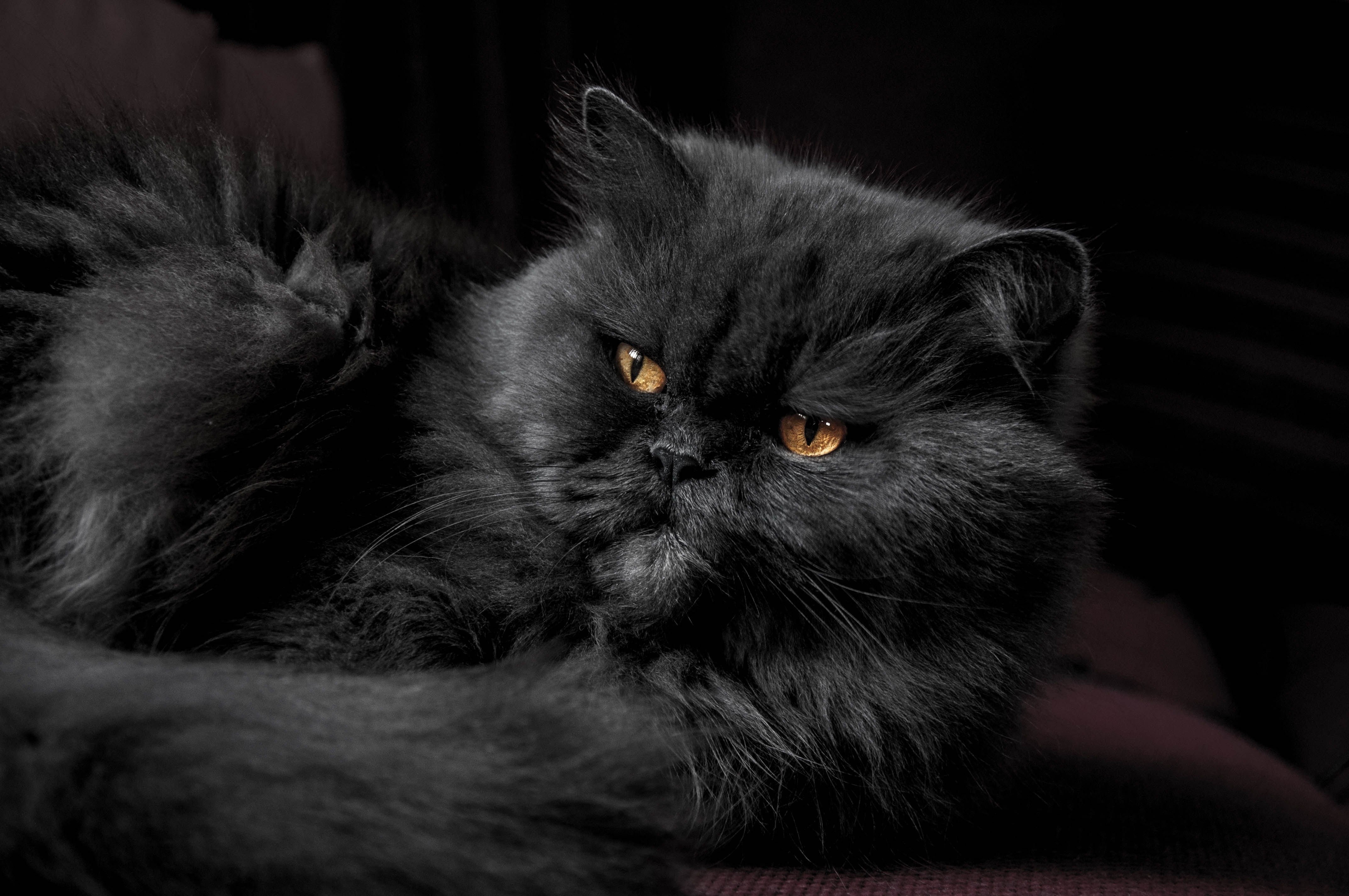 black persian cat free image | Peakpx
