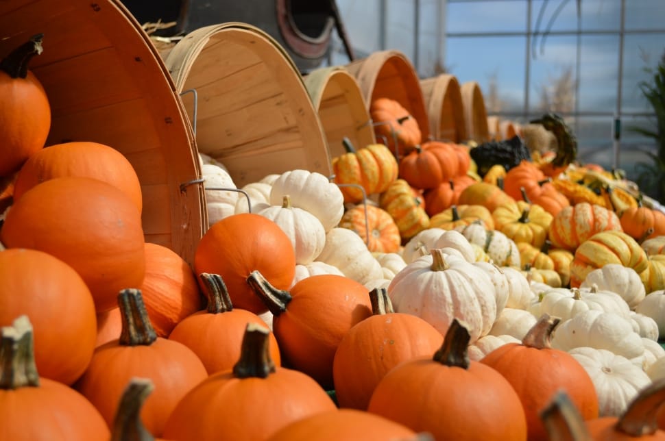 Decoration, Orange, Gourds, Fall, Autumn, pumpkin, halloween preview