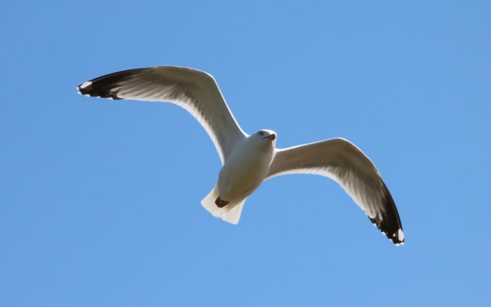 focus photography of flying seagull preview