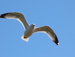 focus photography of flying seagull thumbnail