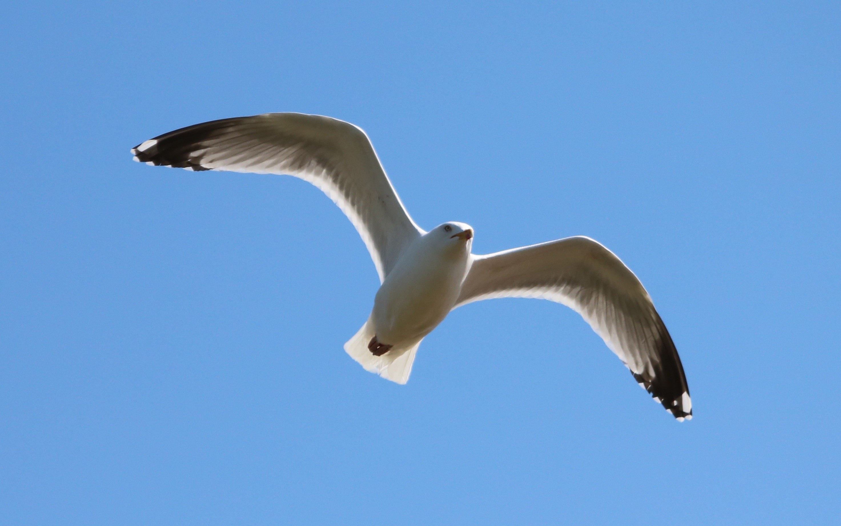 focus photography of flying seagull