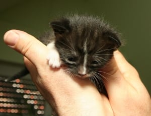 black and white kitten thumbnail