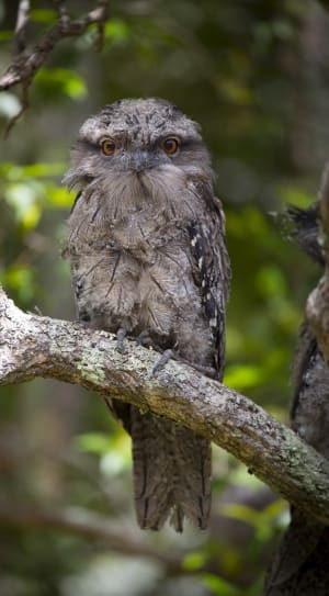 black and gray owl thumbnail