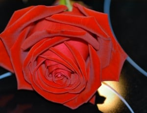 Macro Shot of red rose thumbnail