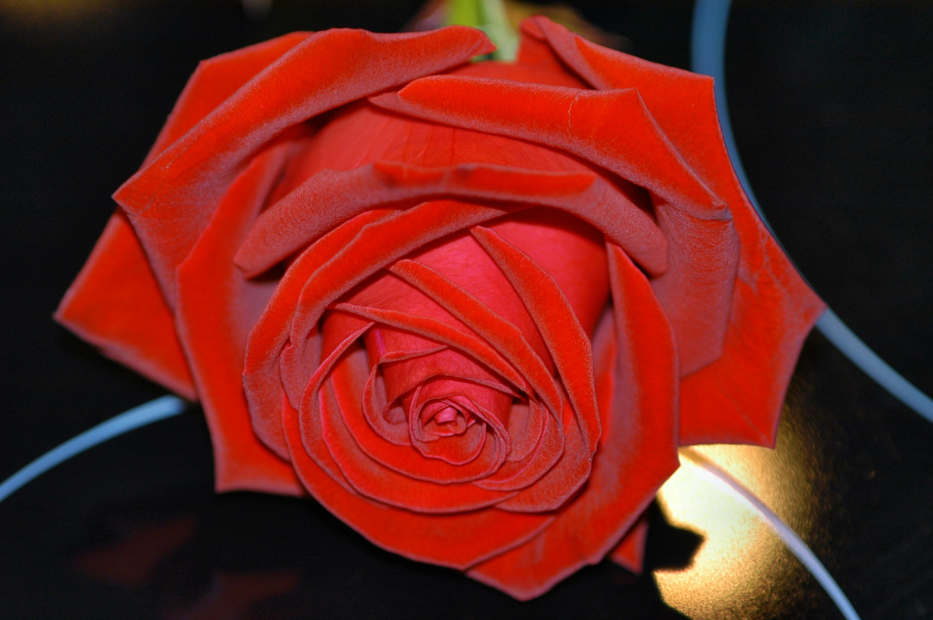 Macro Shot of red rose