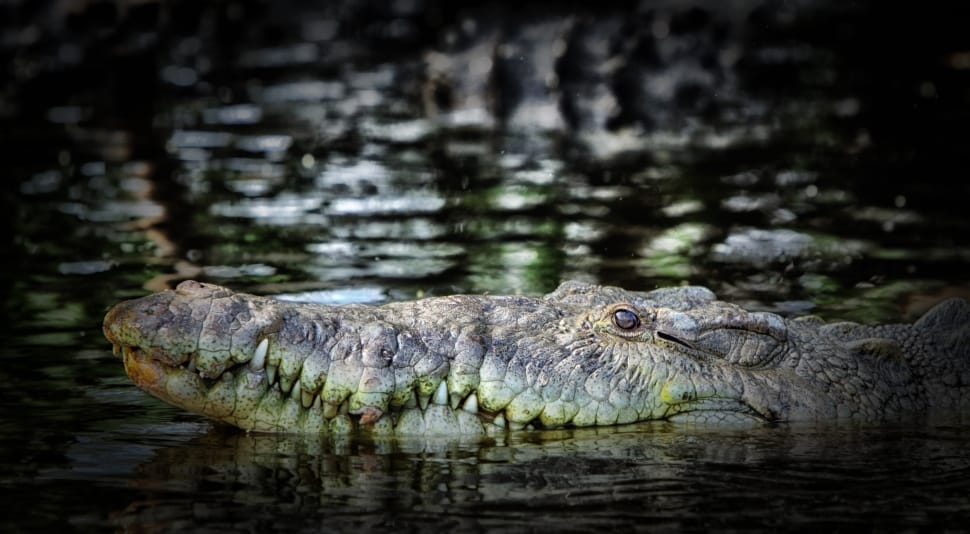 brown-and-white crocodile on body of water preview