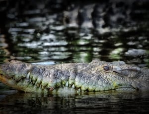 brown-and-white crocodile on body of water thumbnail