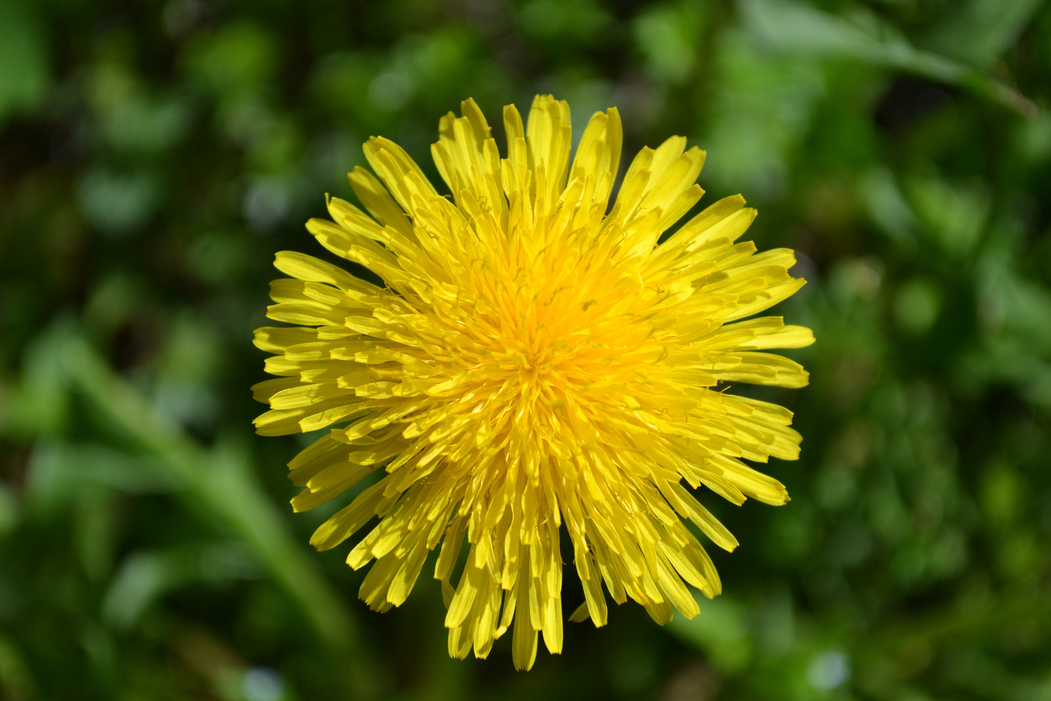 focus photography of yellow dandelion
