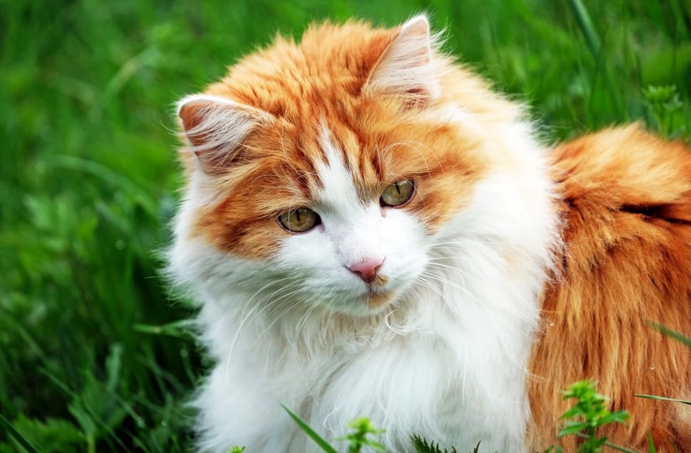 orange and white long fur cat preview