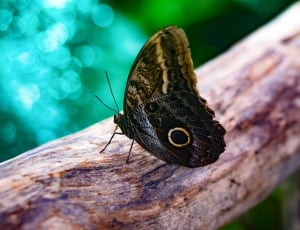 Giant Owl Butterfly, Butterfly, Insect, one animal, close-up thumbnail