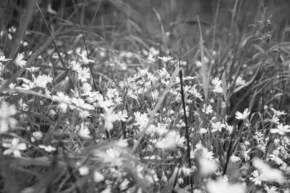 Black And White, Black, White, Flower, nature, no people preview
