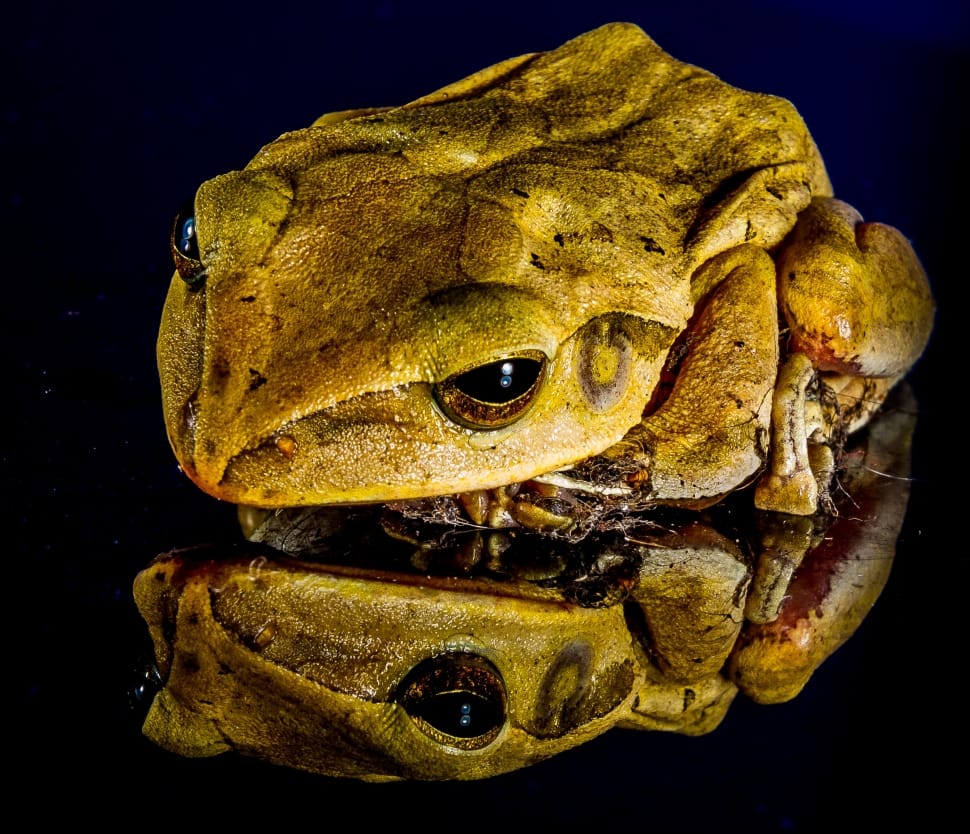 Mirror Image, Frog, Close, one animal, reptile preview