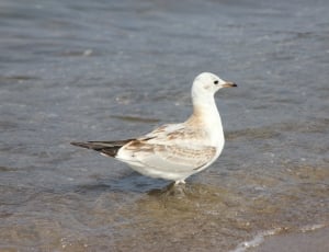 white bird on body of water during daytime thumbnail