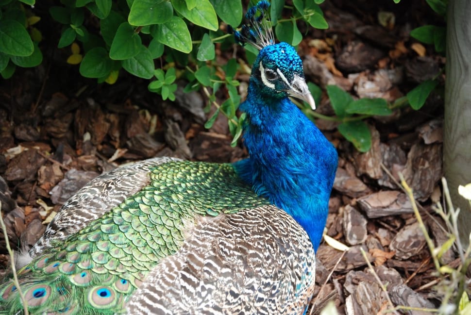 blue brown and green peafowl preview