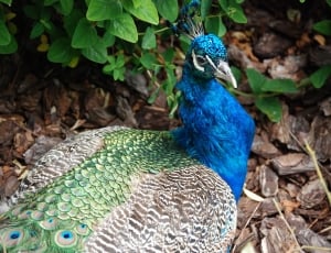 blue brown and green peafowl thumbnail