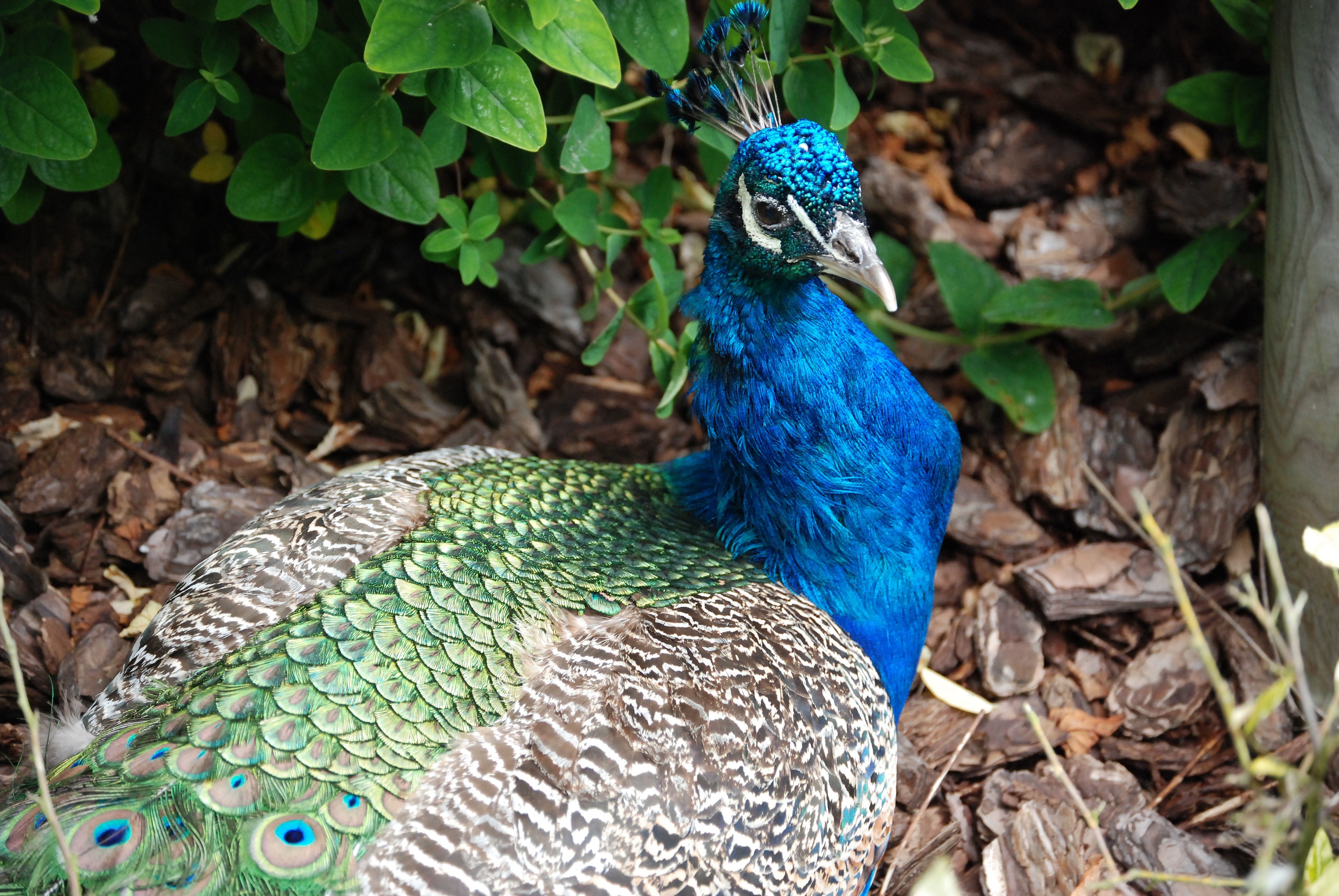 blue brown and green peafowl