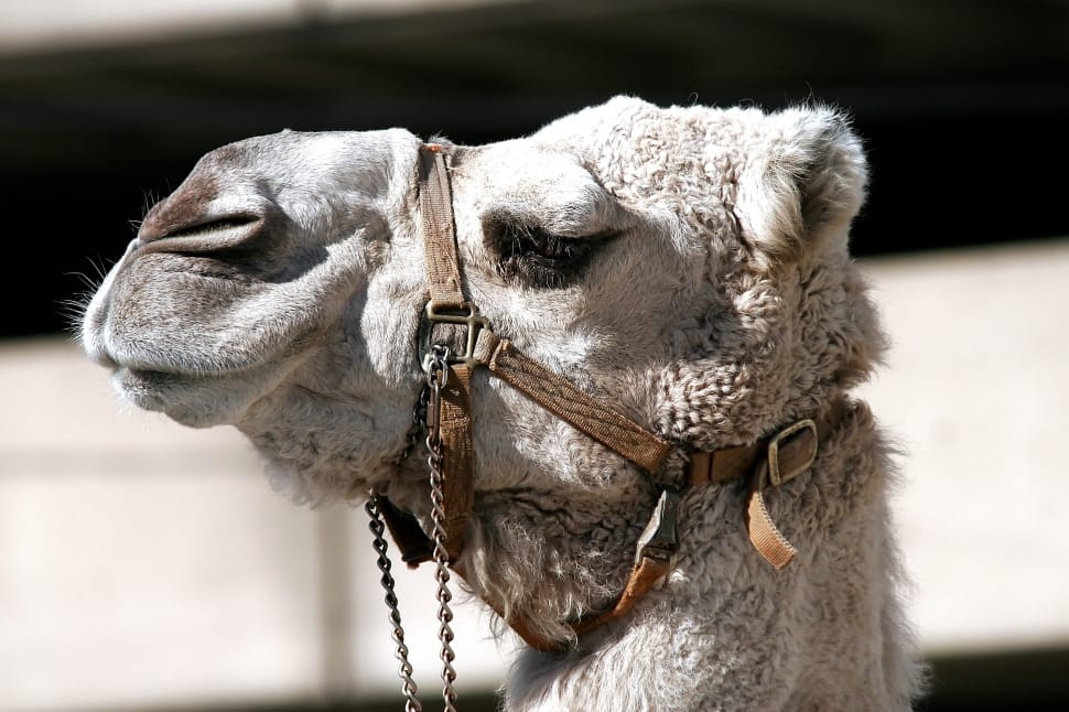 photo of white camel during day preview
