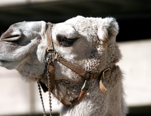 photo of white camel during day thumbnail
