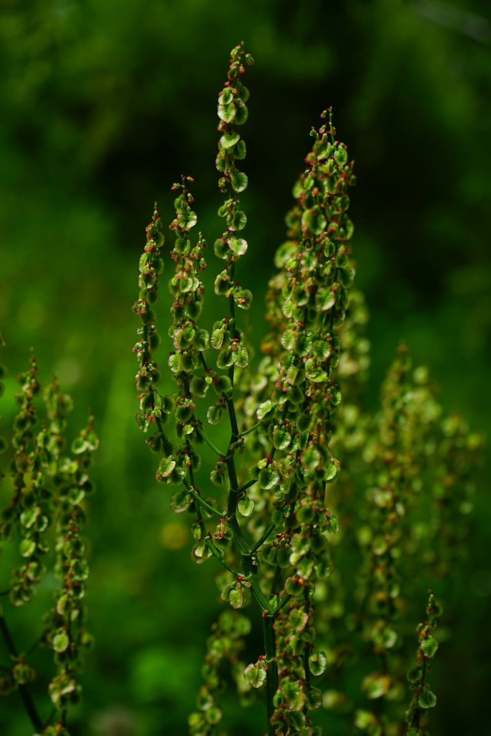 Meadows Sauerampfer, Sorrel, green color, growth preview
