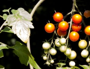 white and orange round fruits thumbnail