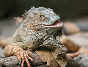 close up photo of iguana thumbnail