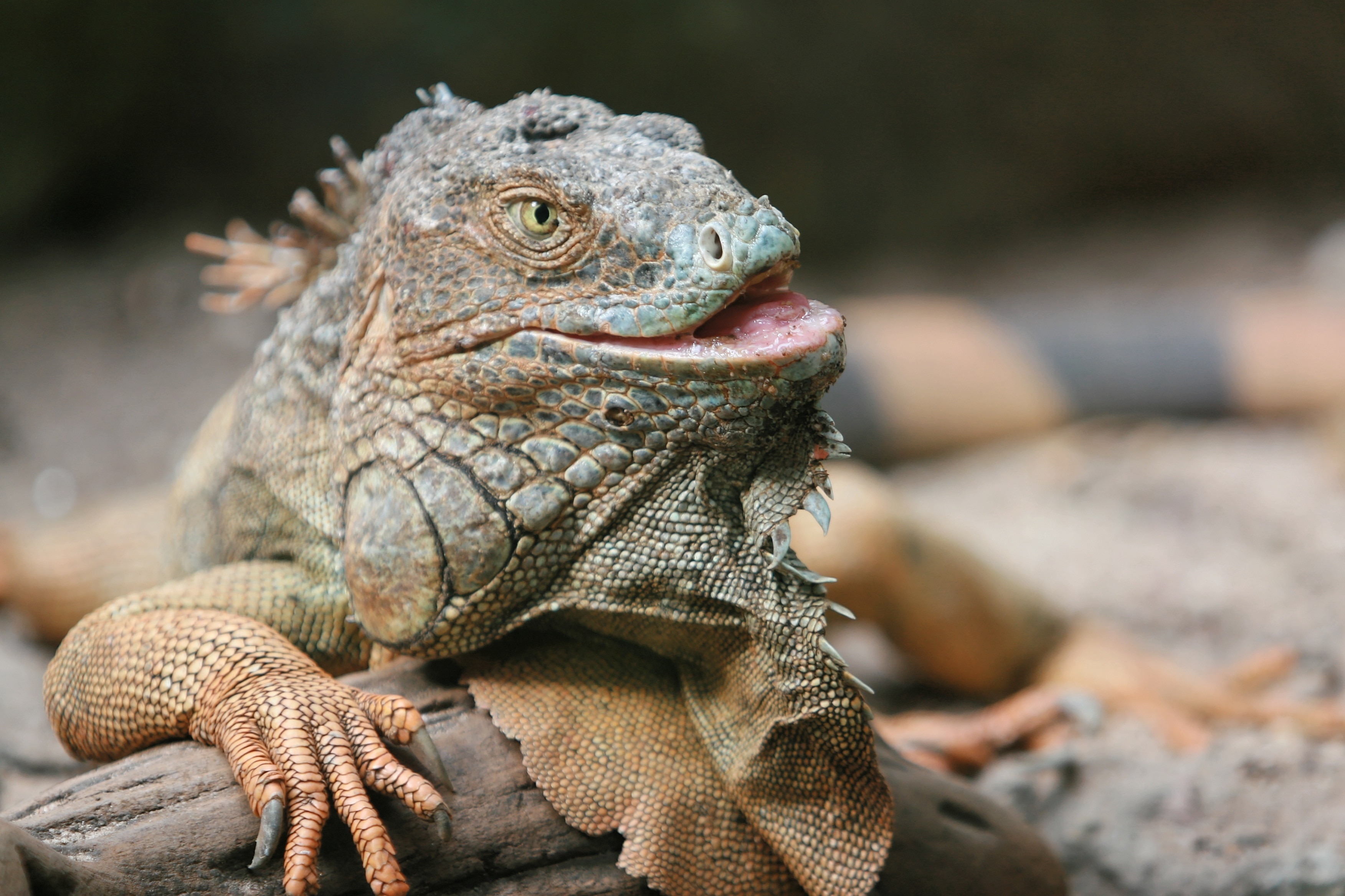 close up photo of iguana