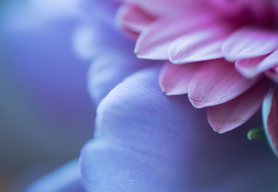 Macro, Plant, Close Up, Flower, Purple, human body part, one person ...