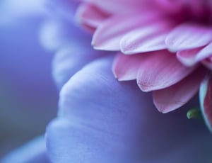 Macro, Plant, Close Up, Flower, Purple, human body part, one person thumbnail