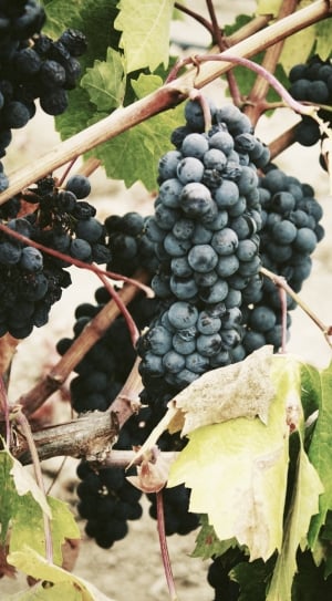 black grapes thumbnail