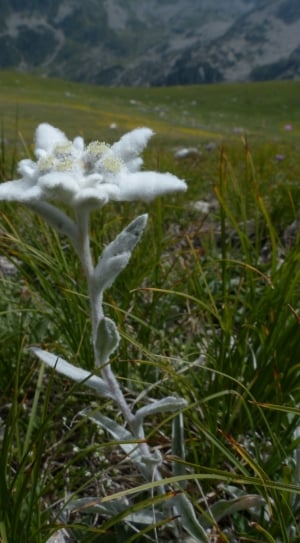 white cotton petaled flower thumbnail
