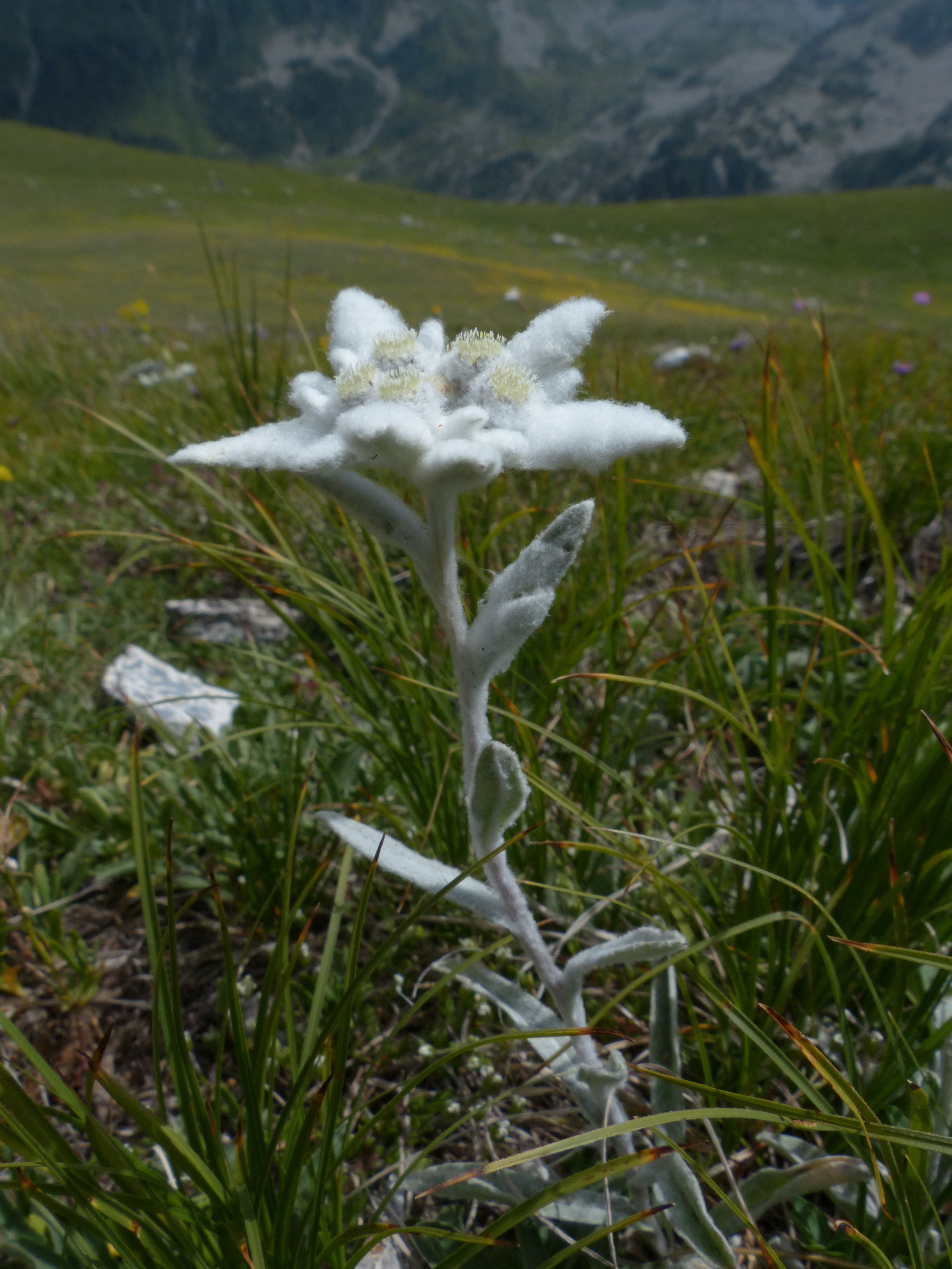 white cotton petaled flower