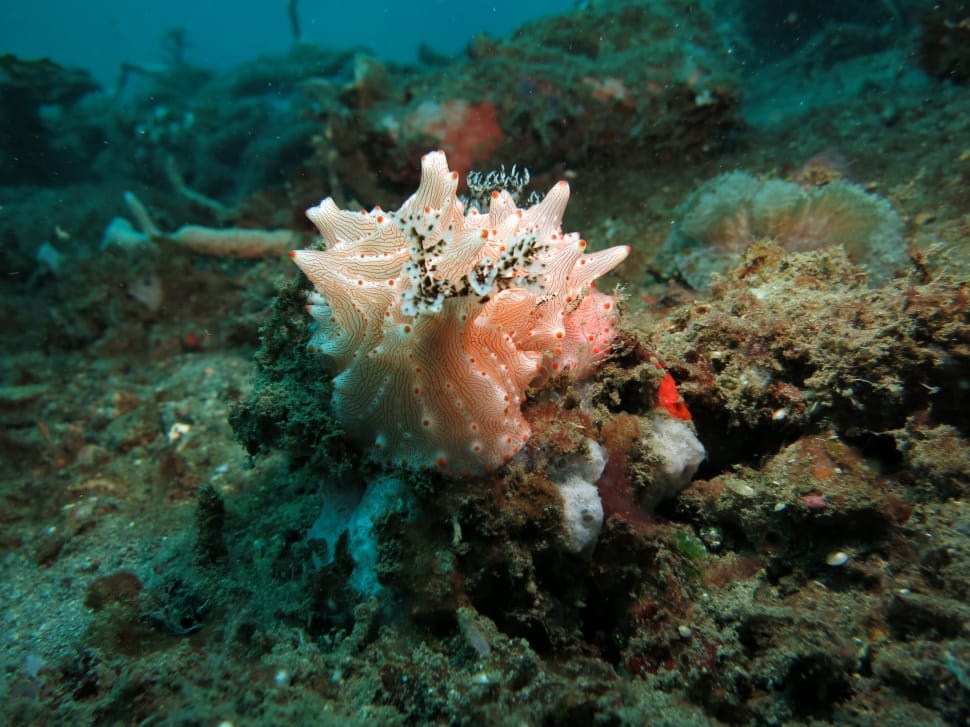 white sea coral preview