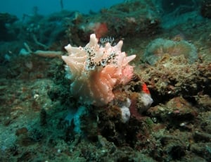 white sea coral thumbnail