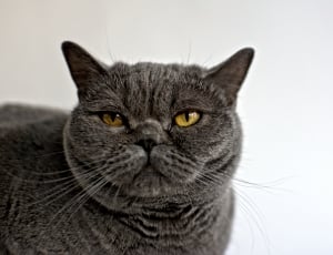 black and gray short fur cat thumbnail