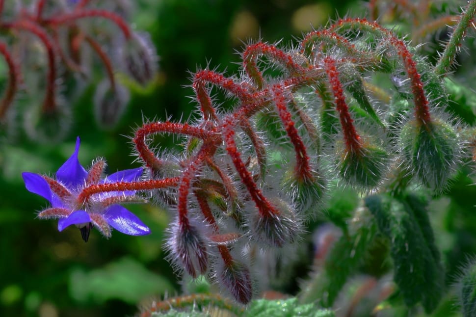 Borage, Flower, Nature, plant, close-up preview