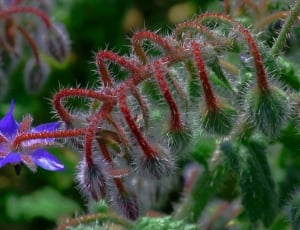 Borage, Flower, Nature, plant, close-up thumbnail