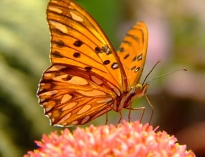 Gulf Fritillary Butterfly thumbnail