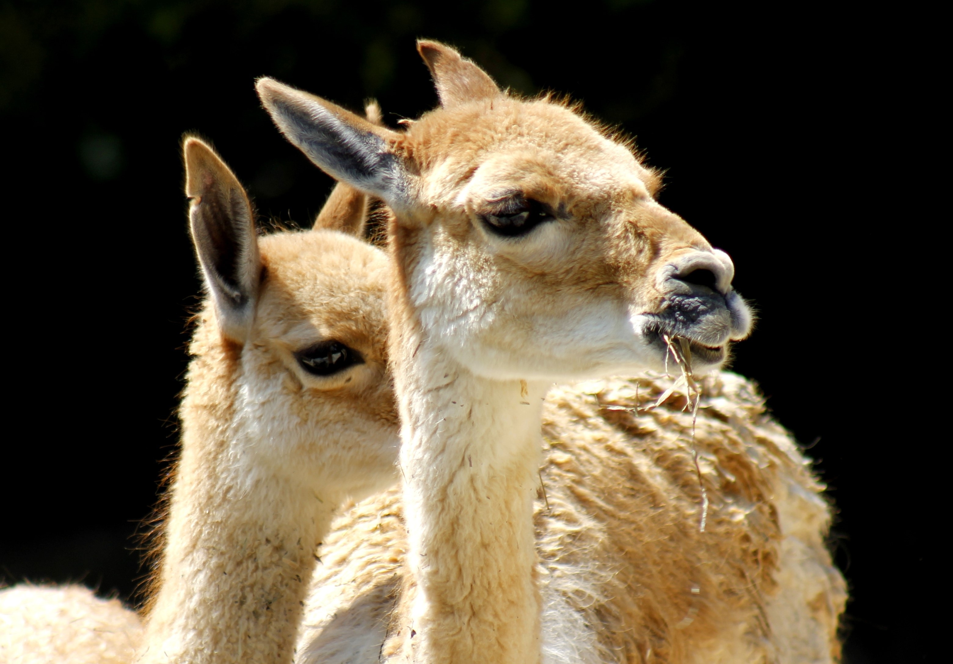 Zoo, Animal World, Lama, animal body part, llama