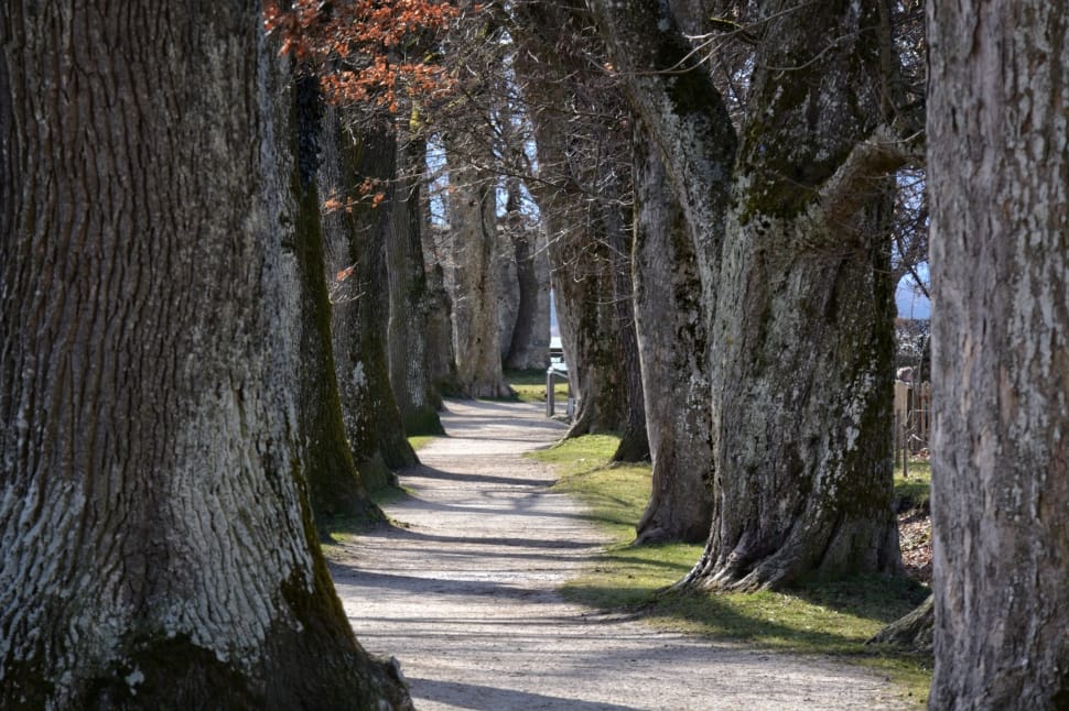 array of trees and pathway preview