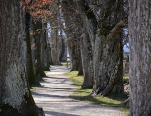 array of trees and pathway thumbnail