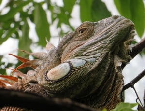 grey iguana thumbnail